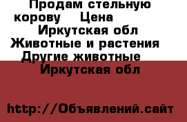 Продам стельную корову. › Цена ­ 45 000 - Иркутская обл. Животные и растения » Другие животные   . Иркутская обл.